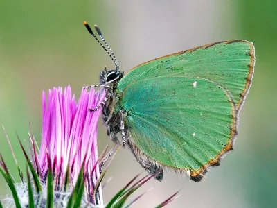 Callophrys (Callophrys) rubi