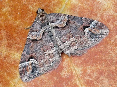 Catarhoe basochesiata