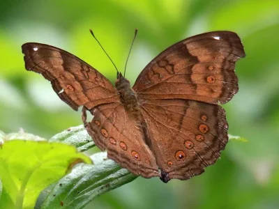 Junonia hedonia