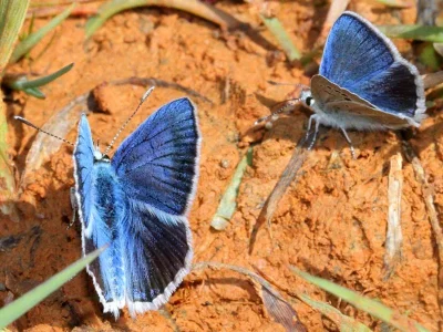 Polyommatus (Agrodiaetus) sigberti