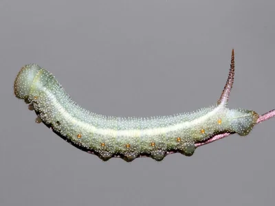 Hemaris (Hemaris) croatica