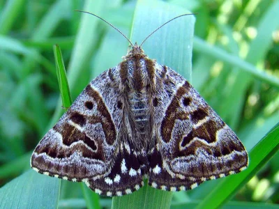 Euclidia (Callistege) mi