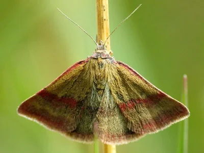 Phytometra viridaria