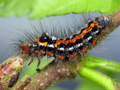 Euproctis (Sphrageidus) similis