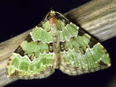Colostygia pectinataria