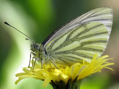 Pieris (Artogeia) napi