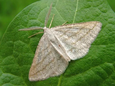 Perconia strigillaria