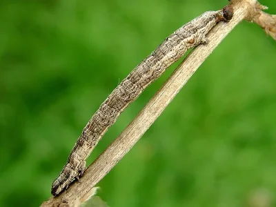 Perconia strigillaria