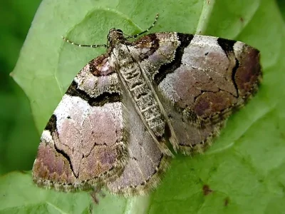 Anticlea derivata
