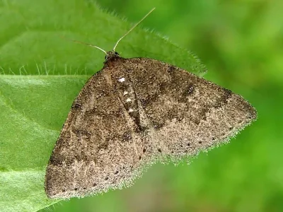 Aleucis distinctata
