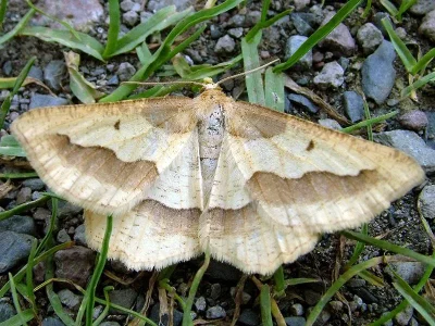 Aspitates acuminaria