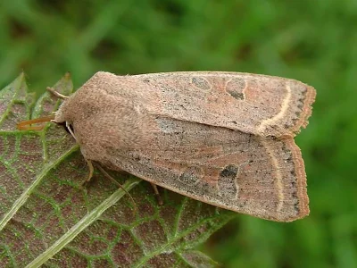 Orthosia (Cororthosia) gracilis