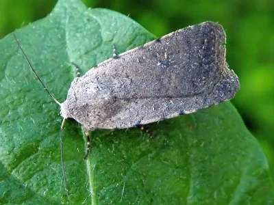 Caradrina (Paradrina) flavirena