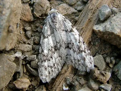 Nola (N.) cicatricalis