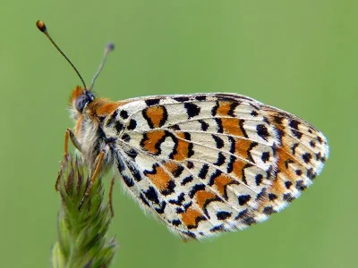 Melitaea (Mellicta) deione