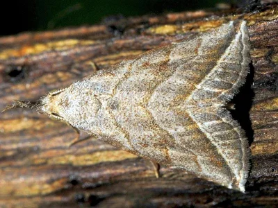 Britha biguttata