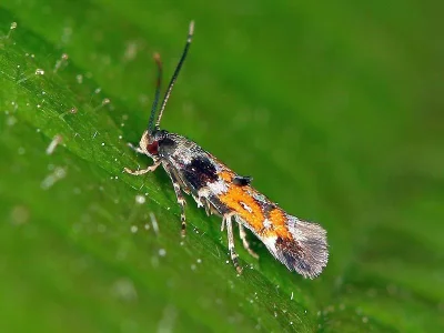 Mompha (Psacaphora) terminella