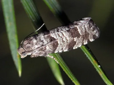 Retinia resinella