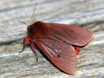 Phragmatobia fuliginosa
