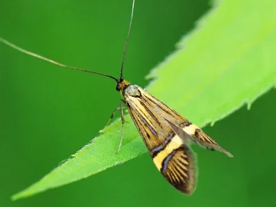Nemophora degeerella