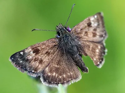 Erynnis tages