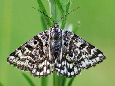 Euclidia (Callistege) mi