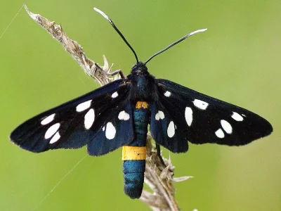 Amata (Syntomis) phegea