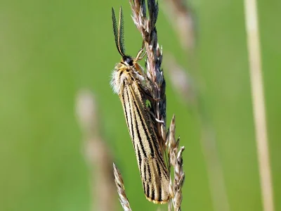 Spiris striata