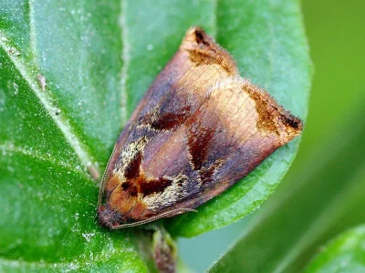 Archips podana