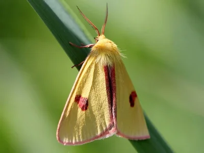 Diacrisia sannio