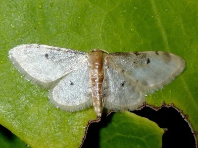 Idaea filicata