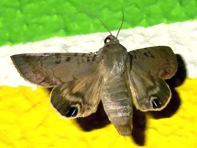 Litoprosopus linea