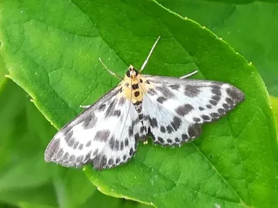 Anania hortulata