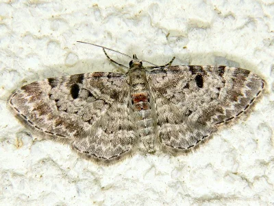 Eupithecia abietaria