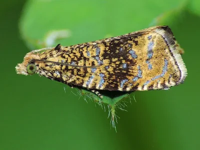 Syricoris lacunana