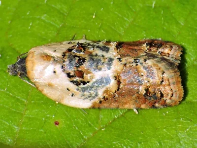 Acleris variegana