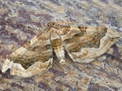 Pelurga comitata