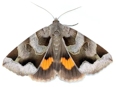 Chrysorithrum amata