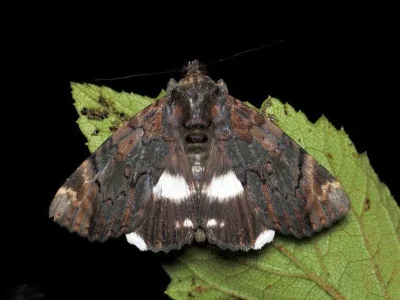 Nagia linteola