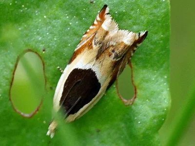 Ancylis badiana