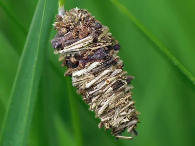 Megalophanes viciella