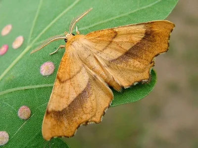 Ennomos (Ennomos) quercinaria