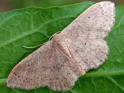 Idaea eugeniata