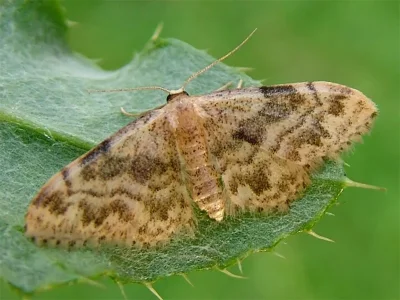 Idaea inquinata