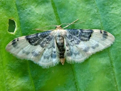 Idaea filicata