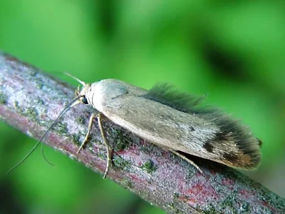 Scythris inertella