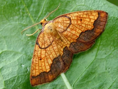 Epione vespertaria