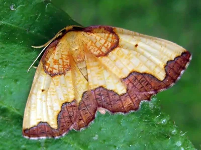 Epione vespertaria
