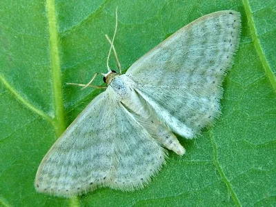 Idaea subsericeata