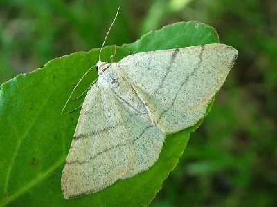 Adactylotis gesticularia